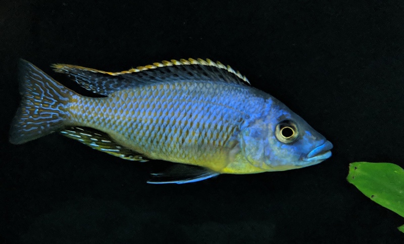 Protomelas sp. 'hertae'